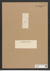 Diatomeae indet. Zeichnungen Sammlung Grunow Nr. 6077 (NHMW-BOT-W0374595)